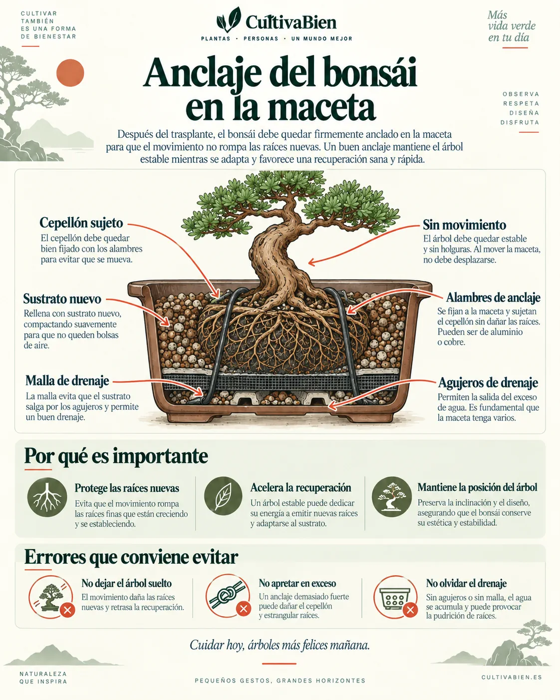 Esquema del anclaje de un bonsái a la maceta mediante alambres
