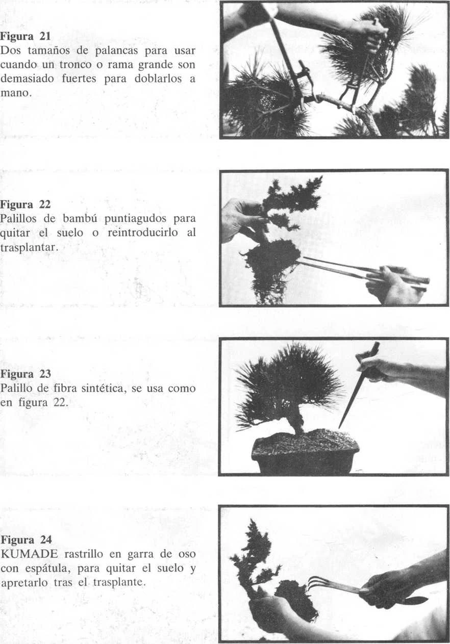 Herramientas tradicionales utilizadas durante el trasplante de un bonsái