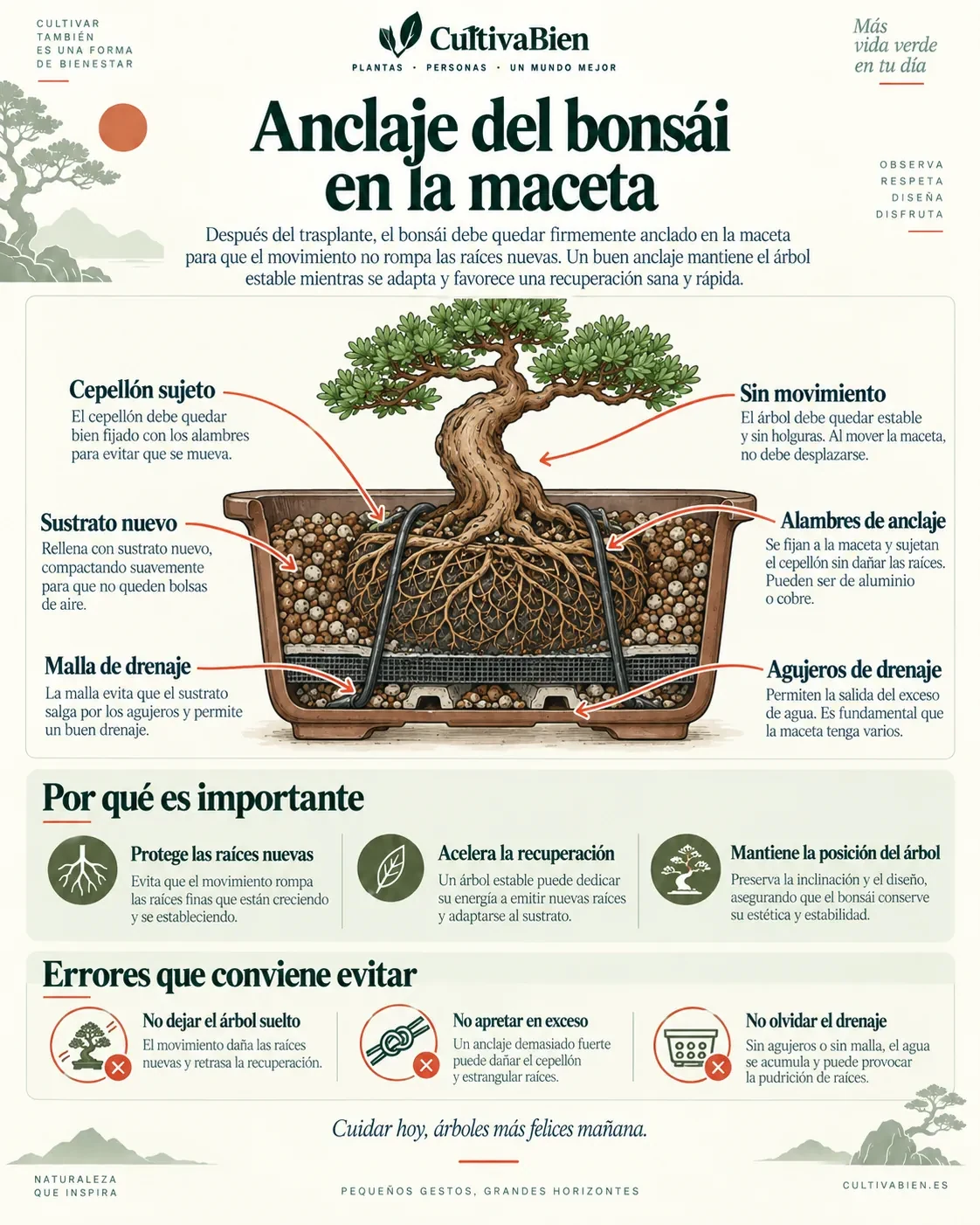Esquema de anclaje de un bonsái a la maceta mediante alambres