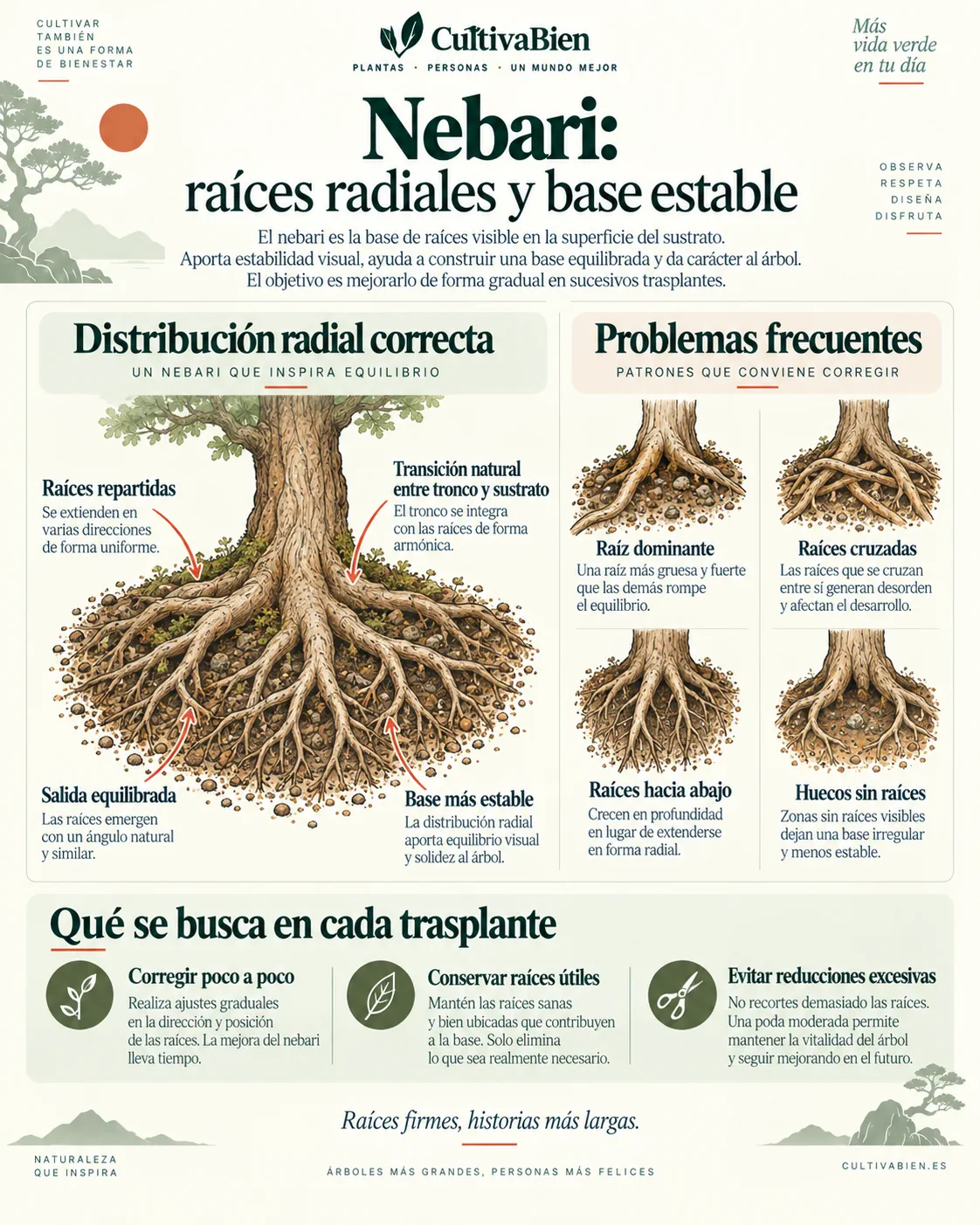 Esquema visto desde arriba de un buen nebari con raíces radiales y ejemplos de raíces defectuosas