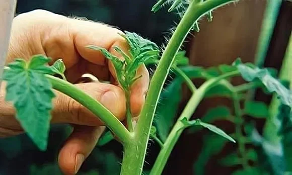 Despunte manual de un brote vegetal todavía tierno