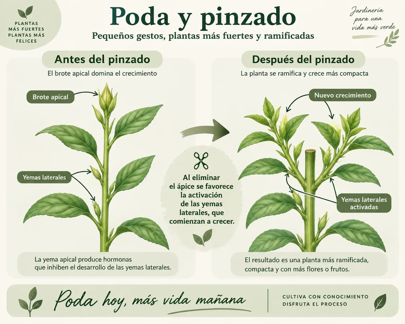 Esquema de crecimiento y aparición de nuevos brotes después de un despunte
