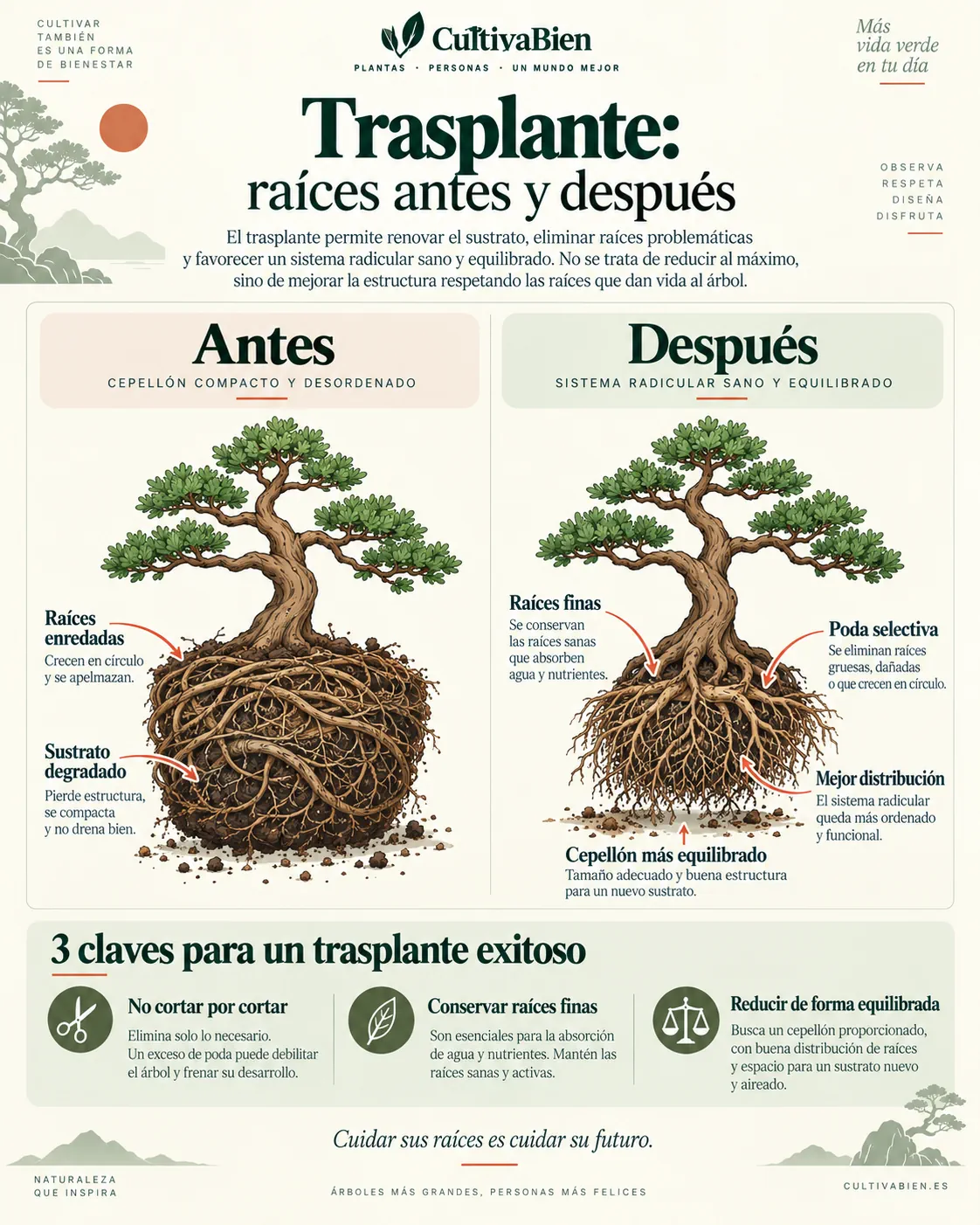 Comparación del sistema radicular de un bonsái antes y después de desenredar y podar las raíces durante el trasplante