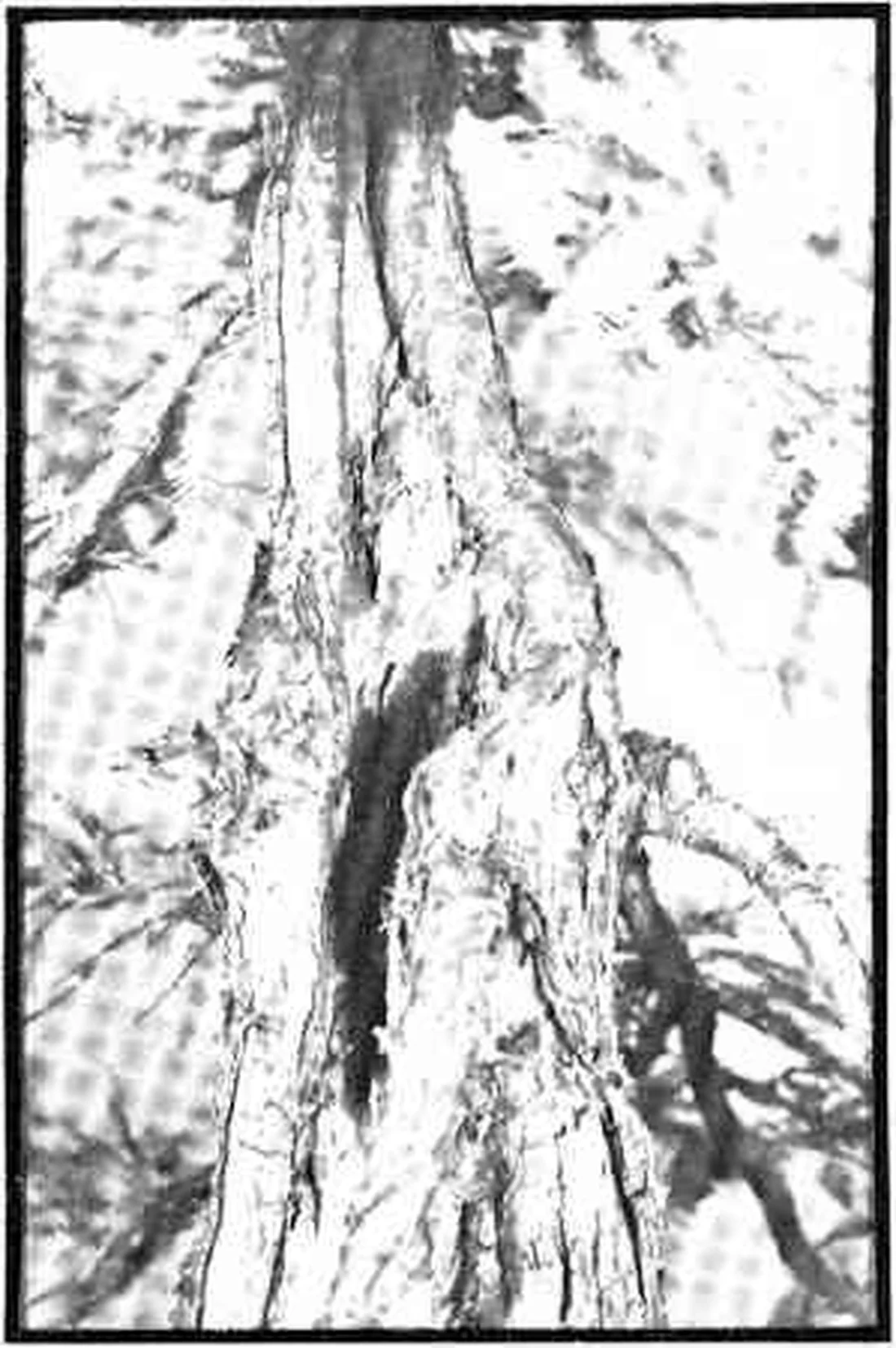 Detalle de un tronco de bonsái hueco con madera erosionada y bordes irregulares