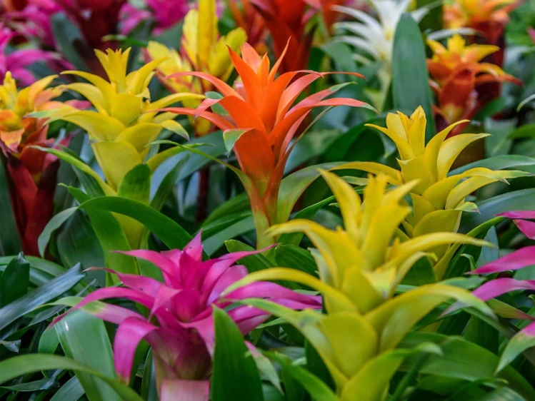 Bromelias
