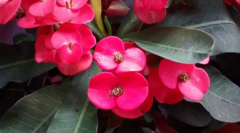 Euphorbia milii