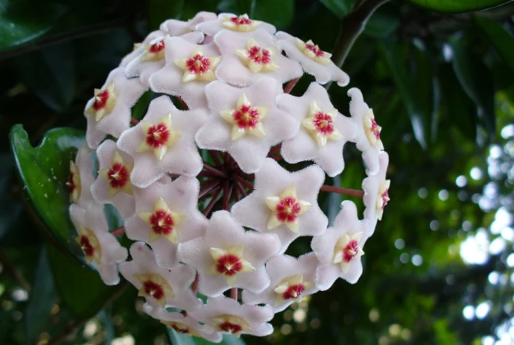 Hoya carnosa