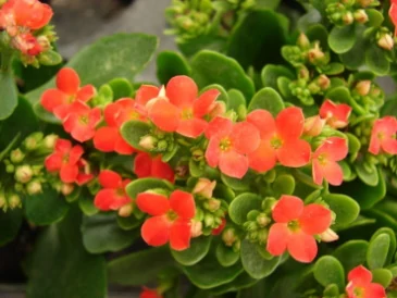 Kalanchoe