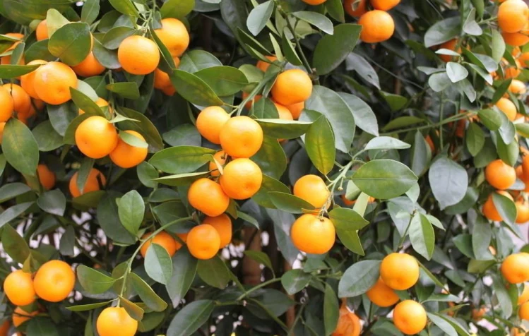 Kumquat