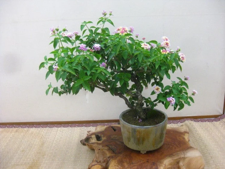 Lantana cultivada como bonsái