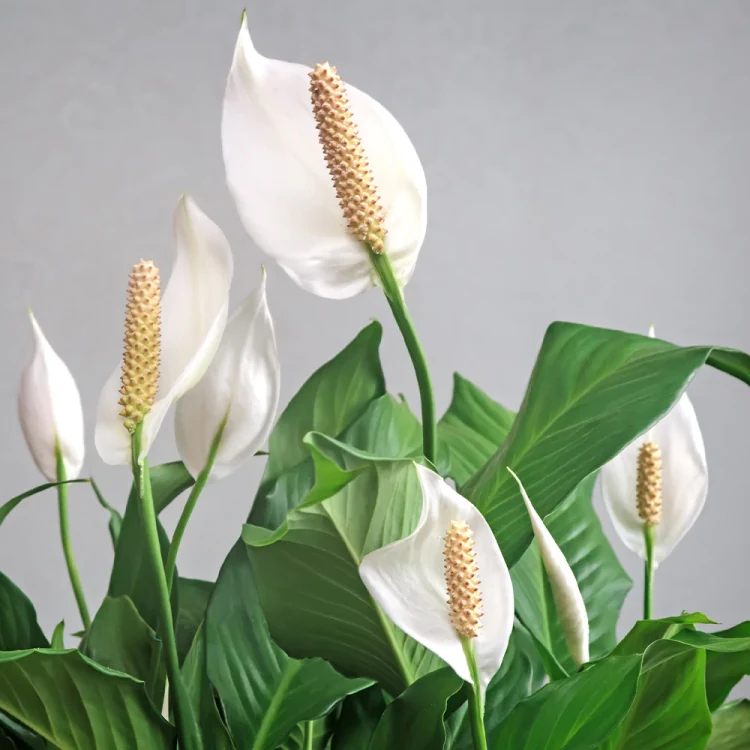 Espatifilo o lirio de la paz en flor