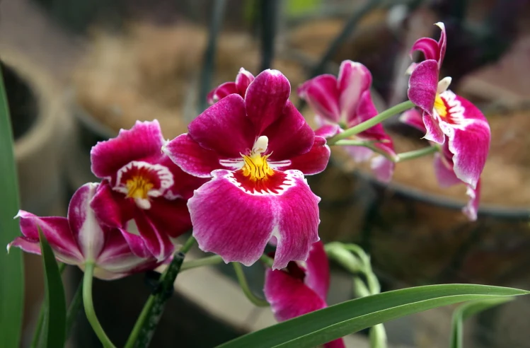 Miltonia