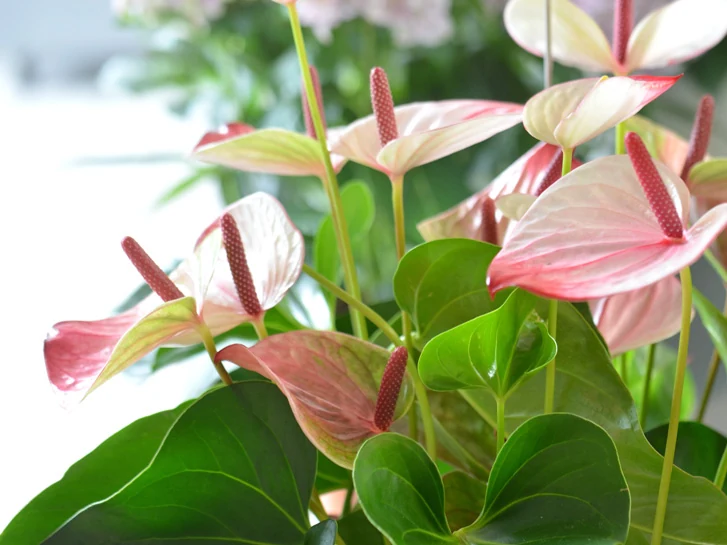 Anthurium en flor