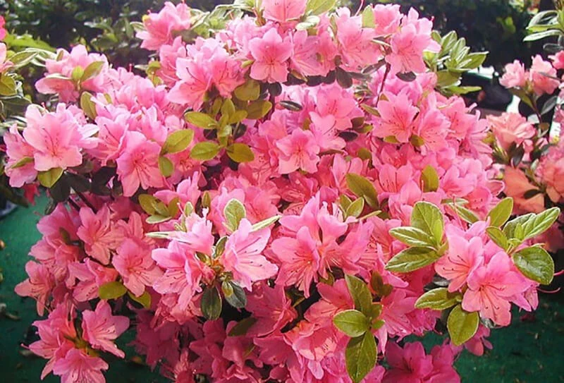 Azalea