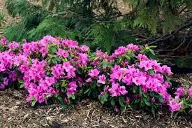 Azaleas cultivadas en grupo en un jardín
