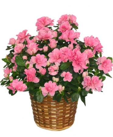Azalea rosada cultivada en un recipiente