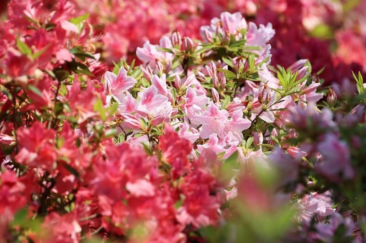 Azaleas rosadas en plena floración