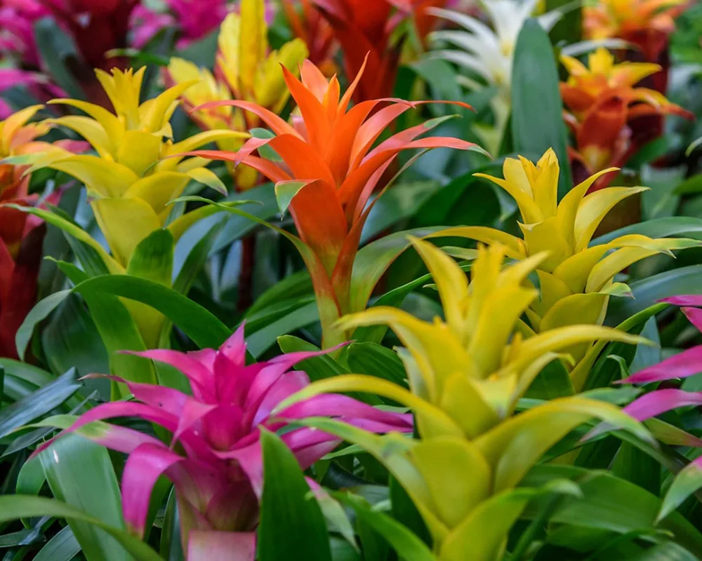Grupo de bromelias con rosetas y brácteas de distintos colores