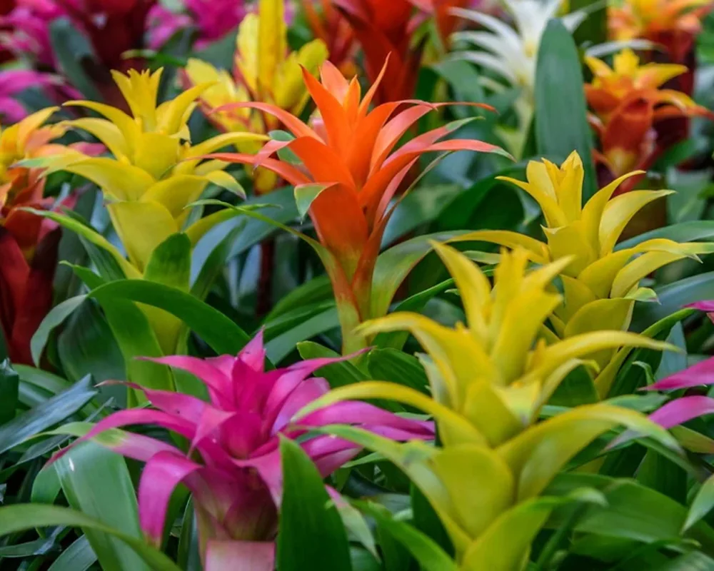 Bromelias de varios colores cultivadas juntas