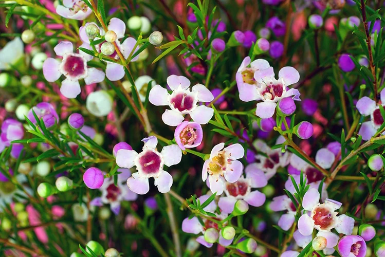 Detalle de las pequeñas flores de cinco pétalos del Chamelaucium