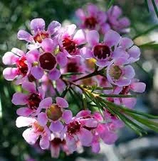 Chamelaucium cultivado en recipiente con follaje fino y compacto