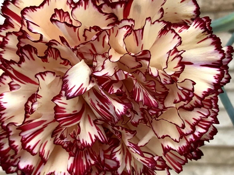 Clavel bicolor con pétalos rizados y borde oscuro