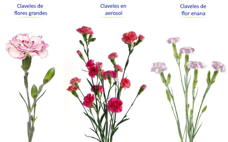 Comparación visual entre distintos tipos de clavel