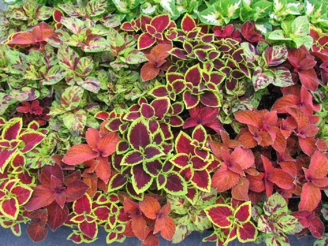Distintos cóleos con hojas de varios colores y patrones