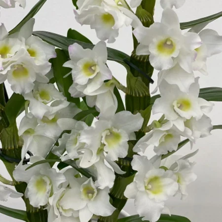 Dendrobium nobile con flores distribuidas a lo largo de las cañas