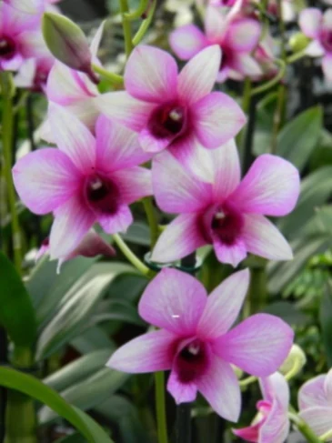 Dendrobium tipo phalaenopsis con racimos de flores