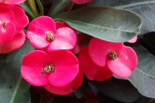 Detalle de las brácteas rosadas y los ciatios de Euphorbia milii