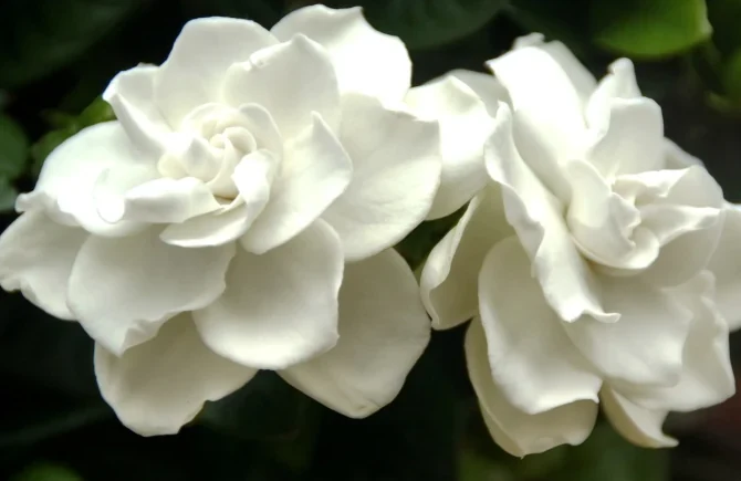 Detalle de dos flores blancas de gardenia