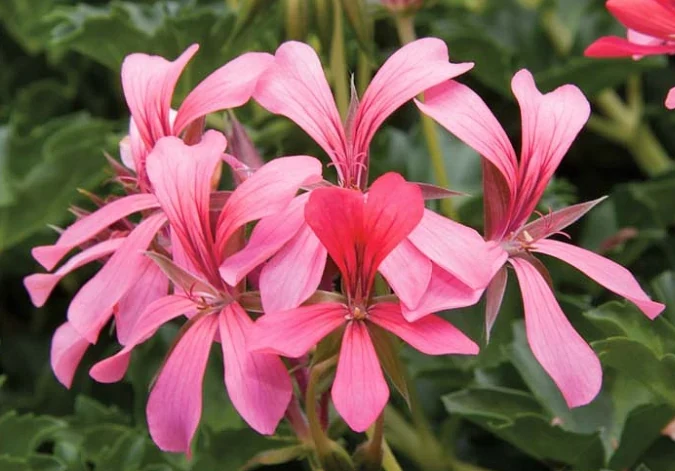 Flores rosadas de Pelargonium peltatum o geranio de hiedra