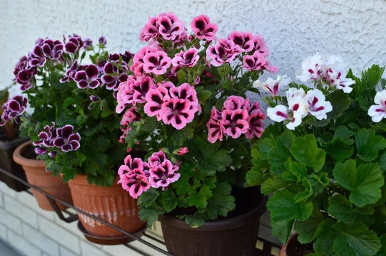 Pelargonios pensamiento de flores rosas, moradas y blancas