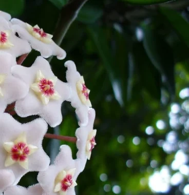 Hojas gruesas y verdes de Hoya carnosa