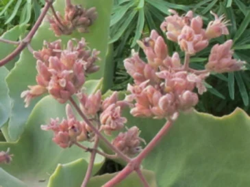 Kalanchoe beharensis con hojas grandes y aterciopeladas