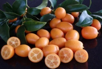 Kumquats maduros enteros y cortados mostrando su pulpa