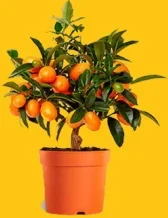 Kumquat compacto cultivado en maceta y cargado de frutos