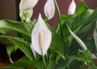 Detalle de la espata blanca y el espádice de un lirio de la paz