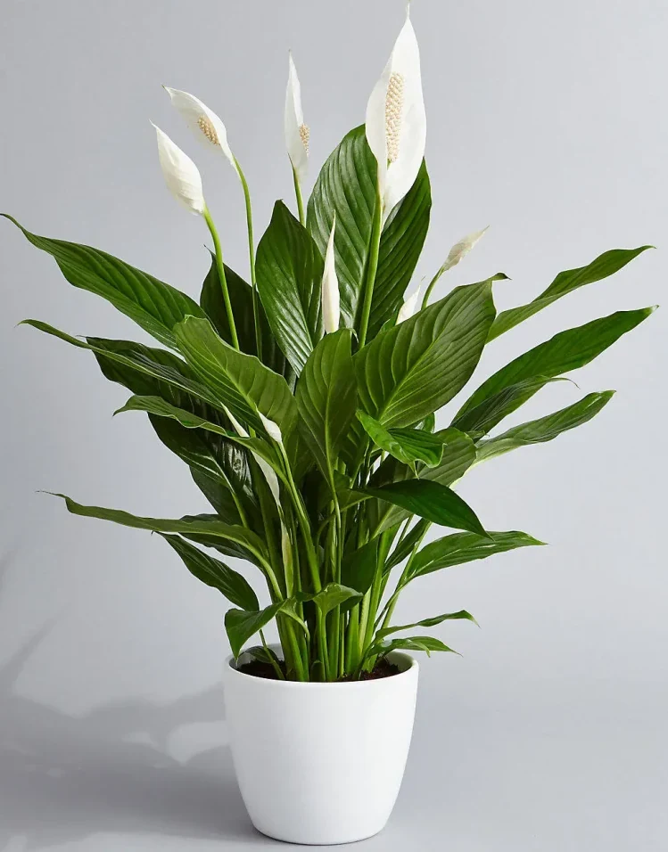 Spathiphyllum adulto con varias hojas e inflorescencias