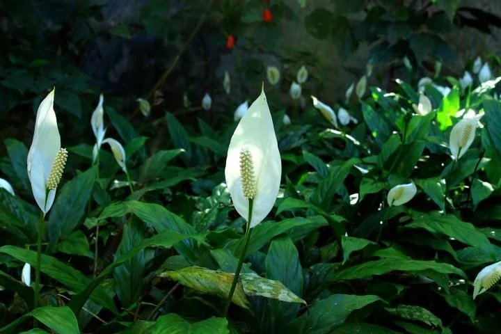 Lirio de la paz o Spathiphyllum con hojas verdes y espatas blancas