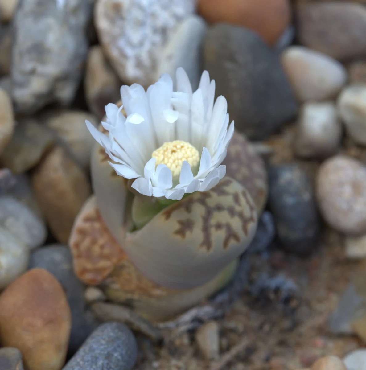 Lithops en flor con una flor blanca abierta entre las dos hojas
