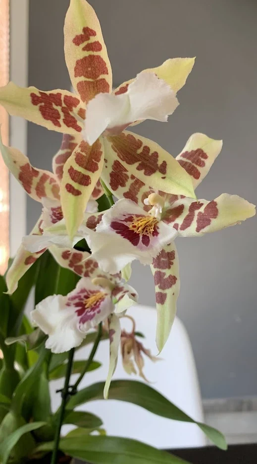 Detalle de flores claras y moteadas de una orquídea híbrida del grupo Miltonia