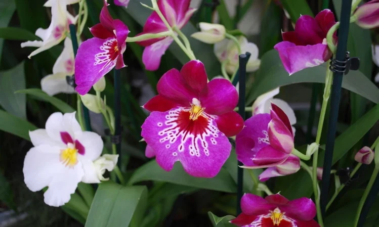Grupo de orquídeas de flores rosas y blancas del complejo Miltonia y Miltoniopsis