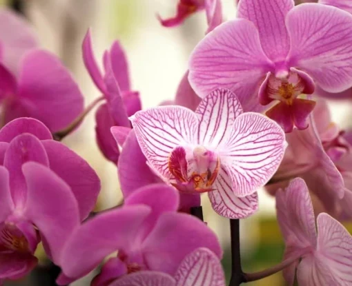 Detalle de flores rosadas de Phalaenopsis