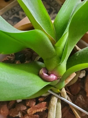 Phalaenopsis produciendo una hoja nueva desde el centro