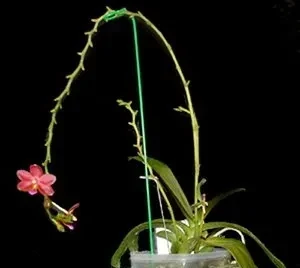 Phalaenopsis con una vara floral larga y varias ramificaciones