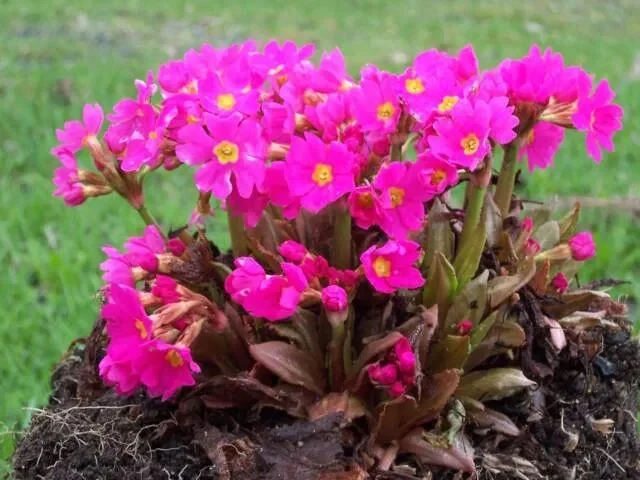 Mata de Primula rosea con numerosas flores rosas