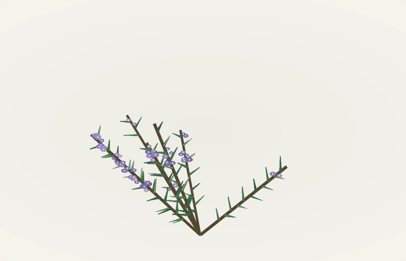 Ilustración de ramas de romero con flores violetas
