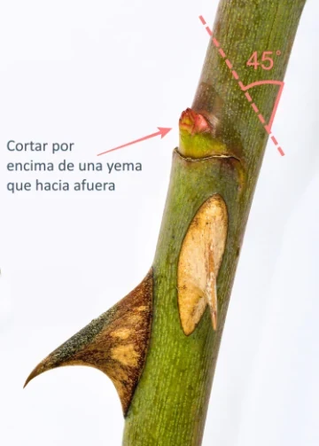Esquema del corte de poda por encima de una yema de rosal